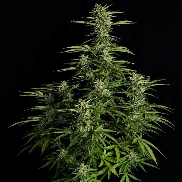 Orion F1 Auto (Royal Queen Seeds) Feminiserede