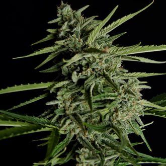 Orion F1 Auto (Royal Queen Seeds) Feminiserede