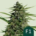 Orion F1 Auto (Royal Queen Seeds) Feminiserede