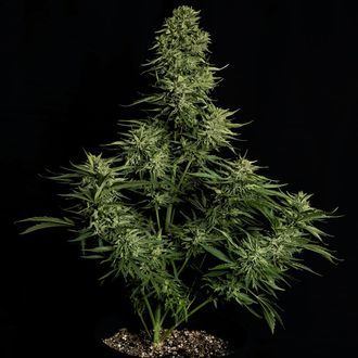 Cosmos F1 CBD Autoflower (Royal Queen Seeds) Feminiserede
