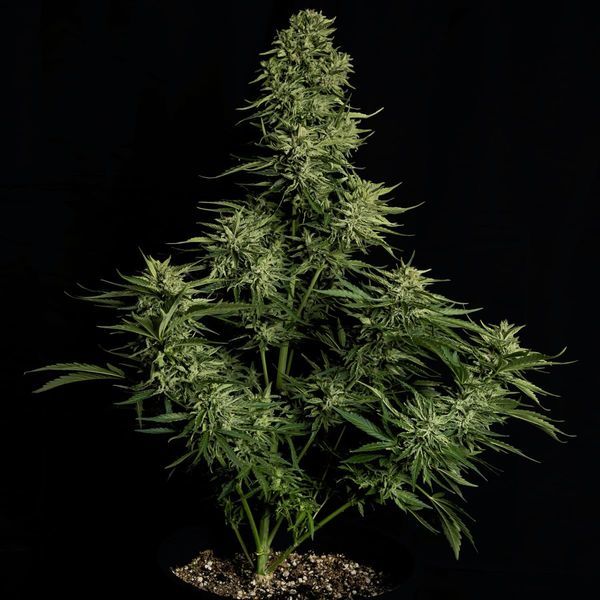 Cosmos F1 CBD Autoflower (Royal Queen Seeds) Feminiserede