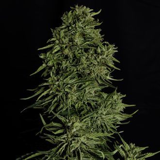 Cosmos F1 CBD Autoflower (Royal Queen Seeds) Feminiserede