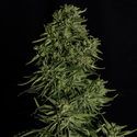 Cosmos F1 CBD Autoflower (Royal Queen Seeds) Feminiserede