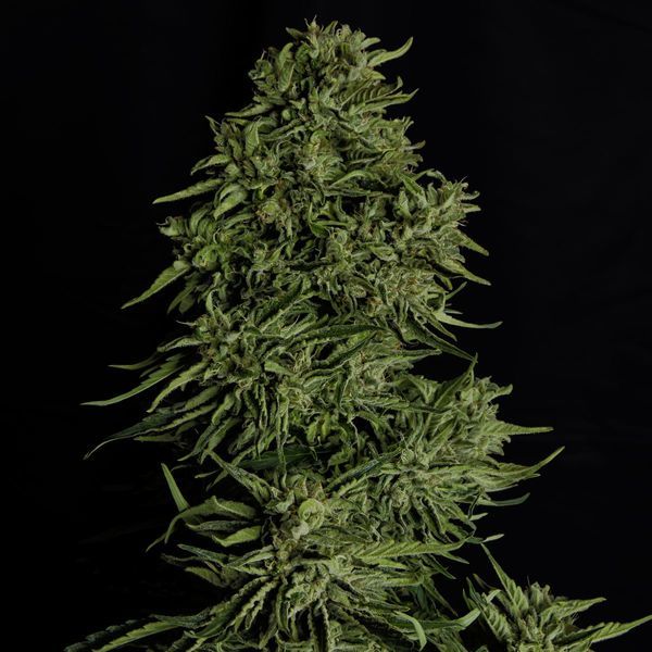 Cosmos F1 CBD Autoflower (Royal Queen Seeds) Feminiserede