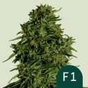 Cosmos F1 CBD Autoflower (Royal Queen Seeds) Feminiserede