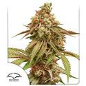 Tropical Tangie (Dutch Passion) Feminiserede