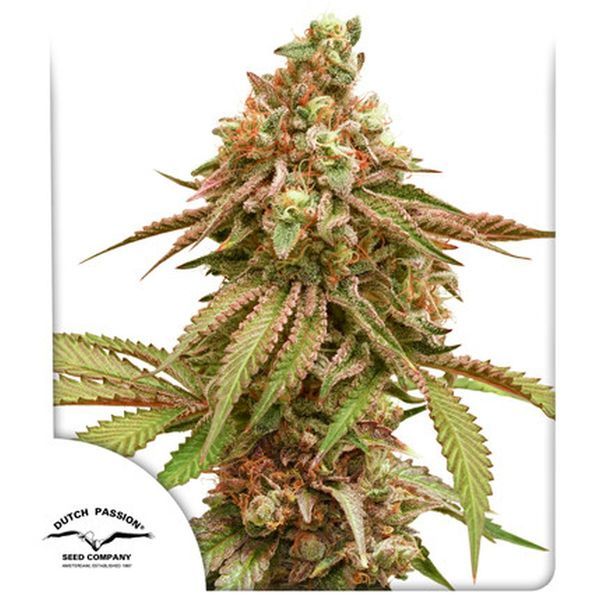 Tropical Tangie (Dutch Passion) Feminiserede