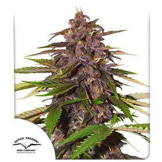 Auto Forbidden Cherry (Dutch Passion) feminiserede cannabisfr&oslash;