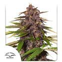 Auto Forbidden Cherry (Dutch Passion) Feminiserede