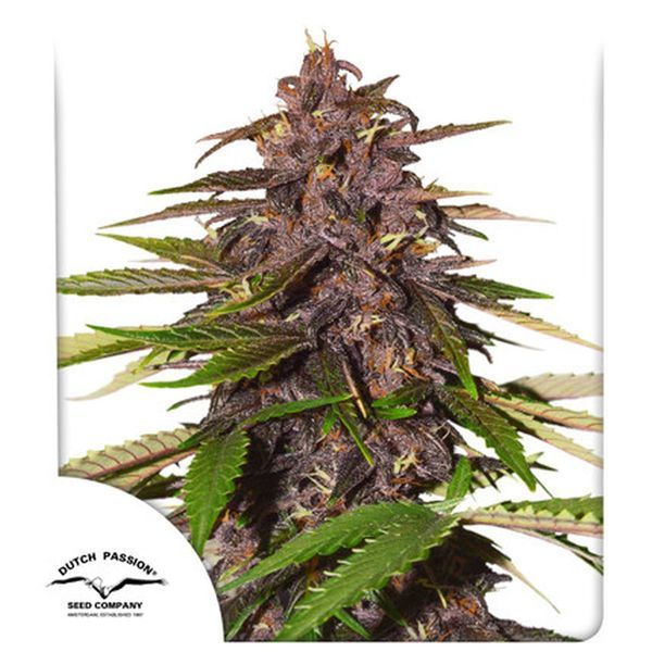Auto Forbidden Cherry (Dutch Passion) Feminiserede