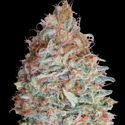 Banana Cookies (Advanced Seeds) Feminiserede