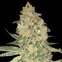Bruce Banner (Advanced Seeds) Feminiserede