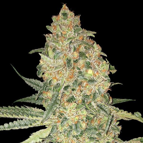 Bruce Banner (Advanced Seeds) Feminiserede