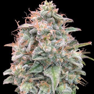 Auto Banana Cookies (Advanced Seeds) feminiserede