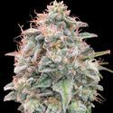 Auto Banana Cookies (Advanced Seeds) Feminiserede