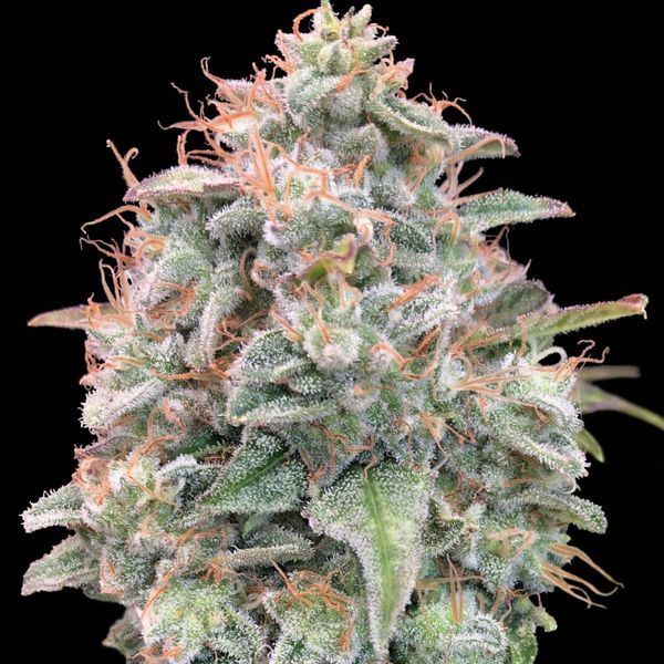Auto Banana Cookies (Advanced Seeds) Feminiserede