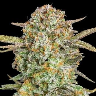 Auto Bruce Banner XXL (Advanced Seeds) feminiserede cannabisfr&oslash;