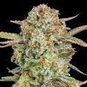 Auto Bruce Banner XXL (Advanced Seeds) Feminiserede