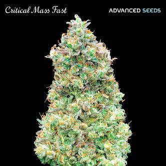 Critical Mass Fast (Advanced Seeds) feminiserede cannabisfr&oslash;