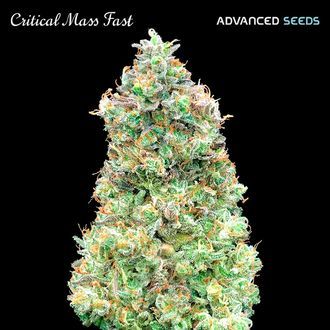 Critical Mass Fast (Advanced Seeds) Feminiserede