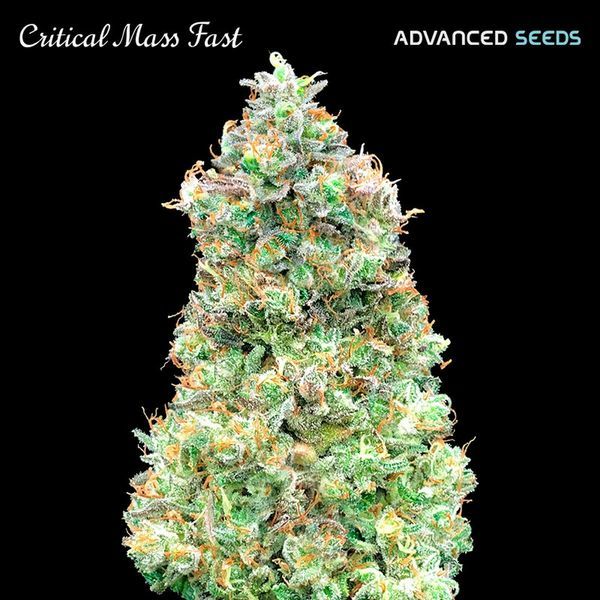 Critical Mass Fast (Advanced Seeds) Feminiserede