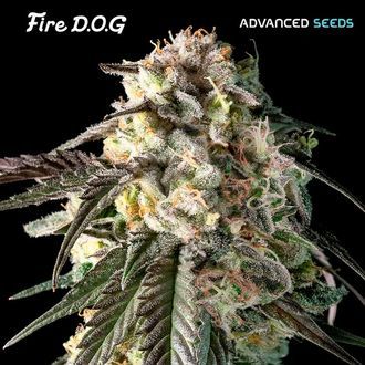Fire DOG (Advanced Seeds) Feminiserede