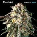 Fire DOG (Advanced Seeds) Feminiserede