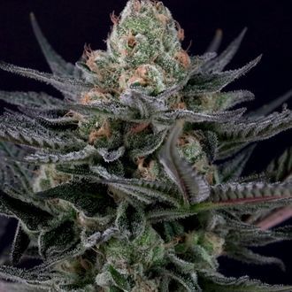 Caramba (Paradise Seeds) Feminiserede