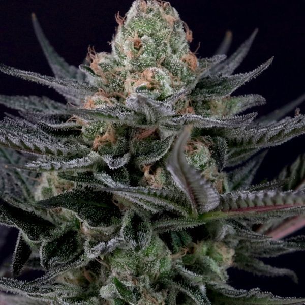 Caramba (Paradise Seeds) Feminiserede