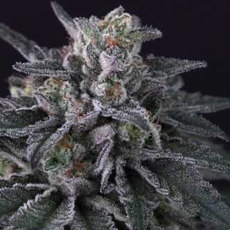 Gulupa (Paradise Seeds) feminiserede