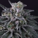 Gulupa (Paradise Seeds) Feminiserede