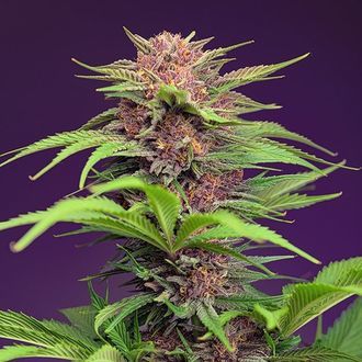 Red Mimosa XL Auto (Sweet Seeds) Feminiserede