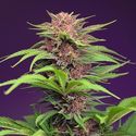 Red Mimosa XL Auto (Sweet Seeds) Feminiserede