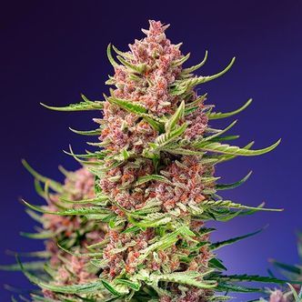 Strawberry Cola Sherbet - F1 Fast Version (Sweet Seeds) feminiserede cannabisfr&oslash;