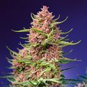 Strawberry Cola Sherbet F1 Fast Version (Sweet Seeds) Feminiserede