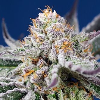 Orange Apricot Glue XL Auto (Sweet Seeds) feminiserede cannabisfr&oslash;