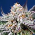 Orange Apricot Glue XL Auto (Sweet Seeds) Feminiserede