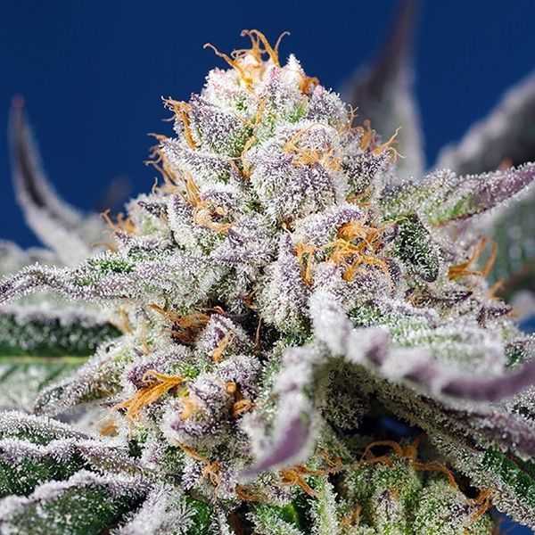Orange Apricot Glue XL Auto (Sweet Seeds) Feminiserede