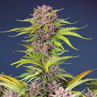 Mimosa Bruce Banner XL Auto (Sweet Seeds) Feminiserede