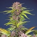 Mimosa Bruce Banner XL Auto (Sweet Seeds) Feminiserede