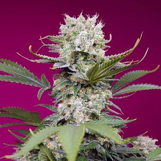 Sweet Mandarine Zkittlez XL Auto (Sweet Seeds) feminiserede cannabisfr&oslash;