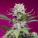Sweet Mandarine Zkittlez XL Auto (Sweet Seeds) Feminiserede