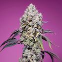 Sweet Mandarine Zkittlez F1 Fast Version (Sweet Seeds) Feminiserede