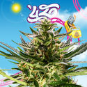 Rollercoaster Haze (Zamnesia Seeds) Feminiserede