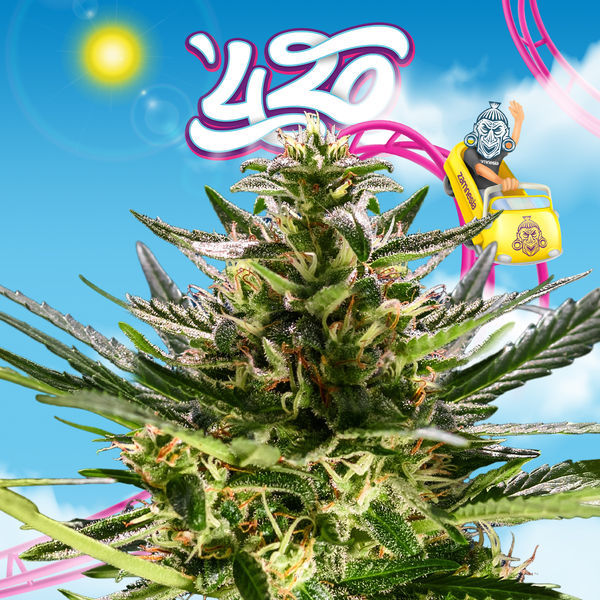 Rollercoaster Haze (Zamnesia Seeds) Feminiserede