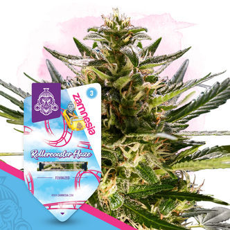 Rollercoaster Haze (Zamnesia Seeds) feminiserede cannabisfr&oslash;