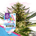Rollercoaster Haze (Zamnesia Seeds) Feminiserede