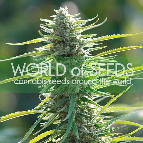 Colombian Gold (World Of Seeds) Feminiserede