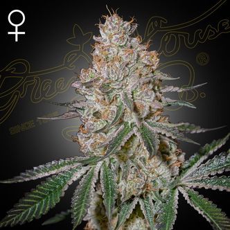 HighCloudZ (Greenhouse Seeds) feminiserede cannabisfr&oslash;