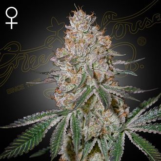 HighCloudZ (Greenhouse Seeds) Feminiserede